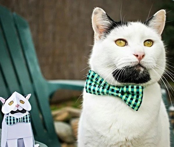 Бородатый кот Гарри захватывает социальные сети