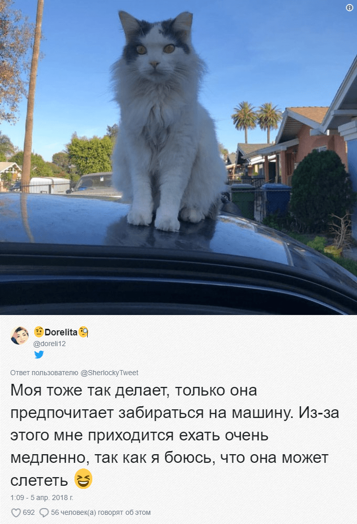 Мужчина ехал домой на машине и случайно встретил своего кота. Реакция питомца бесценна