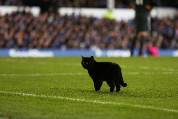 Кошка выбежала на стадион во время игры