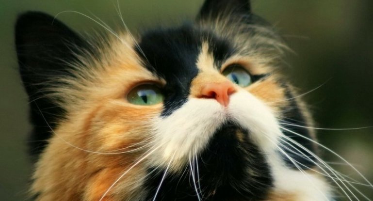 Интересные факты про трехцветных кошек