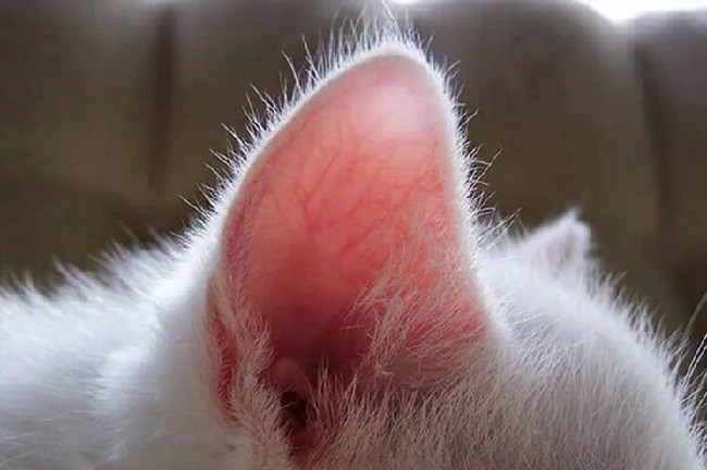Уши кошки: уход и профилактика заболеваний