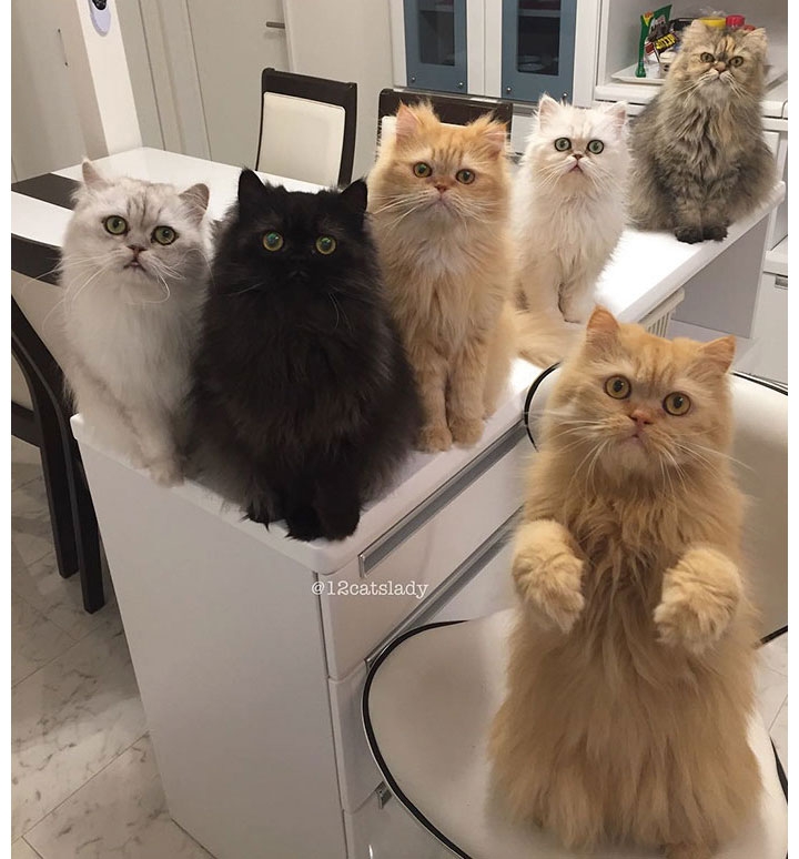 Хозяйка 12 кошек взорвала Интернет пушистыми фото для перфекционистов