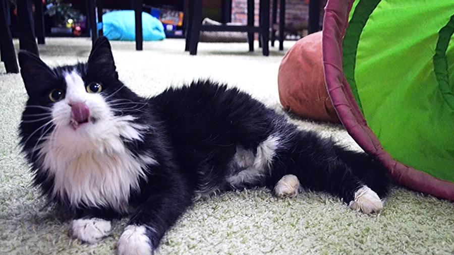 В Краснодаре спасли кошку с пулей под сердцем и нашли ей дом