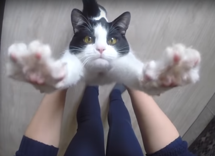 Ласковая кошка обожает обниматься: милейший ролик