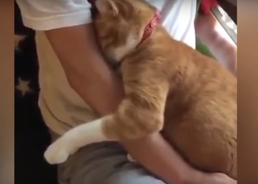 Видео, которое подтверждает, что коты – лучшие