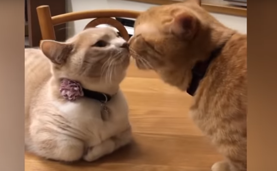 Сплошная романтика: влюбленная парочка котиков