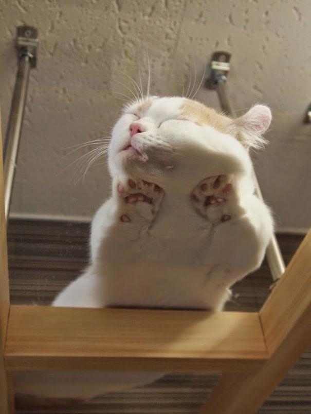 25 веселых причин, почему каждый владелец кошки должен купить стеклянный стол