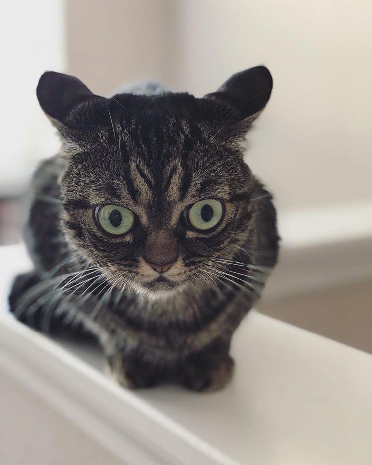 Grumpy Kitzia — угрюмая кошка, которая выглядит как утро понедельника