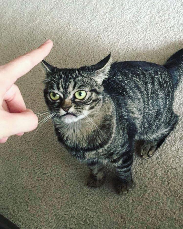 Grumpy Kitzia — угрюмая кошка, которая выглядит как утро понедельника