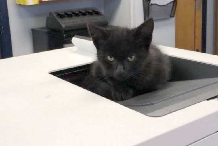Черный котенок зашел с улицы в офис шерифа и заснул в принтере