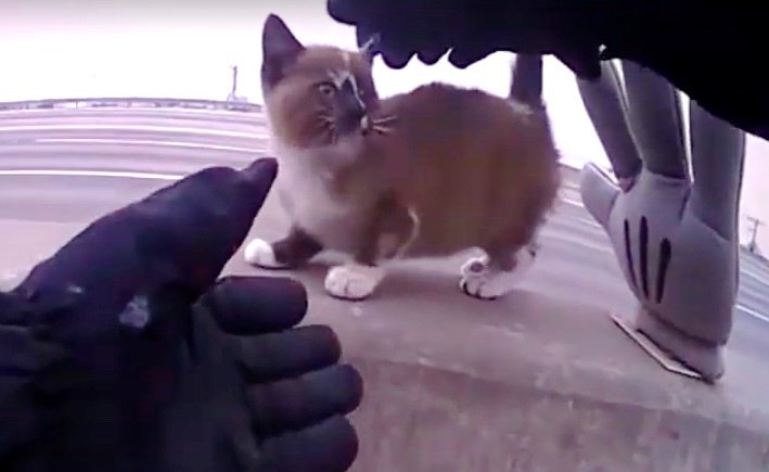 Офицер спас котенка на дороге и тот решил, что надо воспользоваться этим шансом
