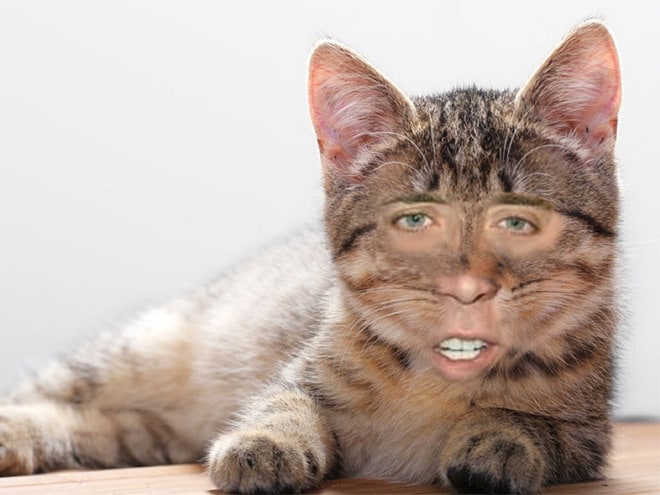 Это надо видеть! 14 смешных фото котов с лицом Николаса Кейджа