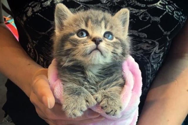 Жительница Монреаля нашла двух котят с дополнительными пальцами на лапках