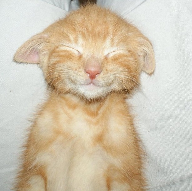 10 фото милых котеек, которые можно использовать как лекарство от любой хандры