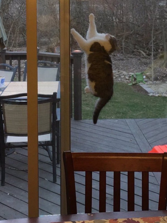 15 чудных котиков-акробатов, которые бросают вызов законам гравитации