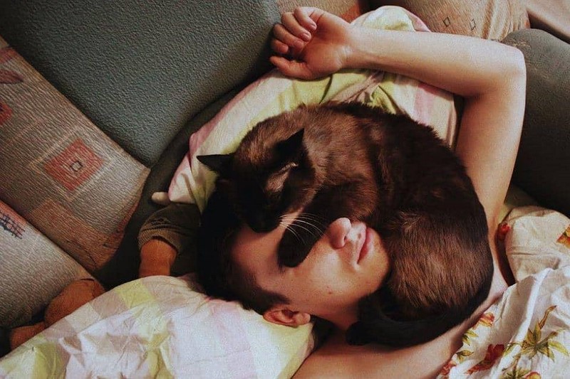 Подборка фото с котиками, для которых наглость — второе счастье
