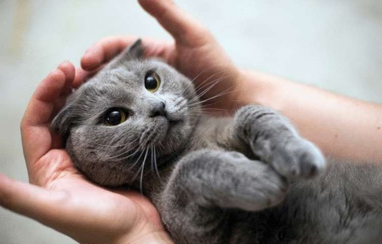 Как и почему кошки просятся на руки