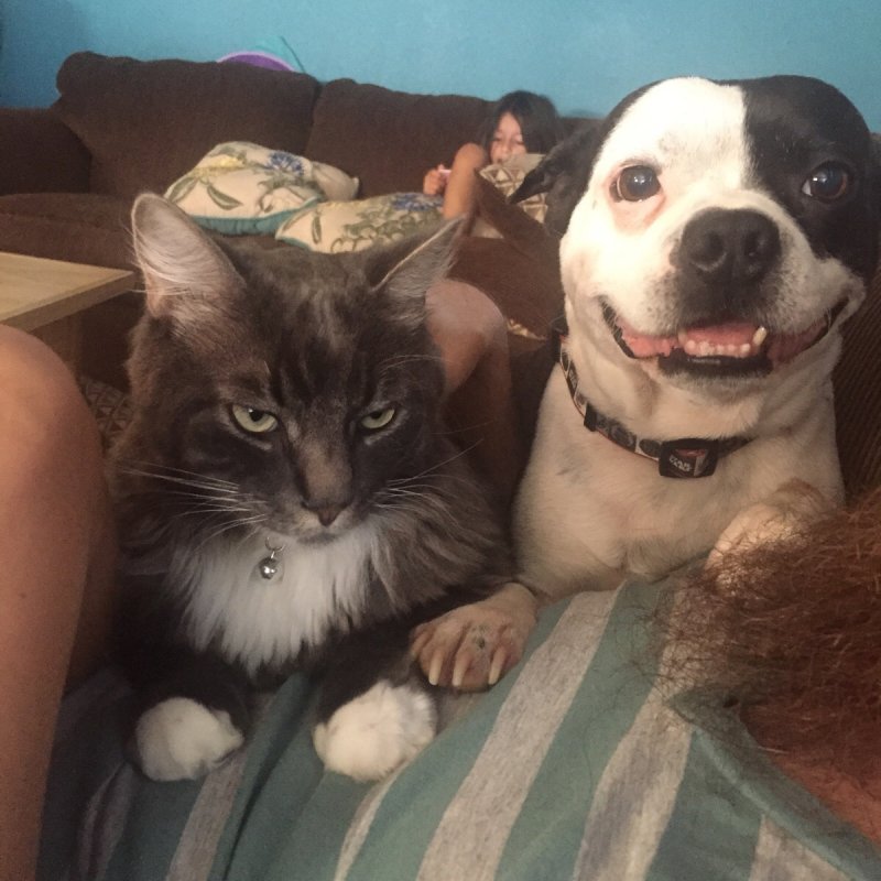 15 правдивых фото о непростых взаимоотношениях кошек и собак