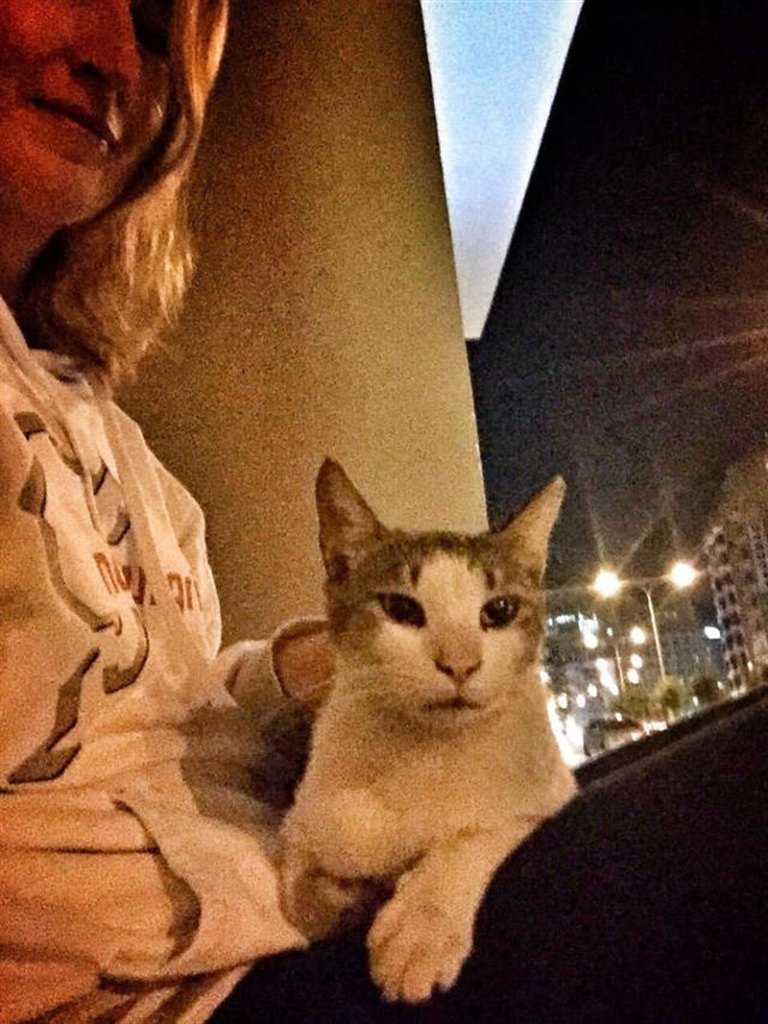 В Дубае бездомная кошка с сердечком на шерсти просила вовсе не еды. Она хотела ласки