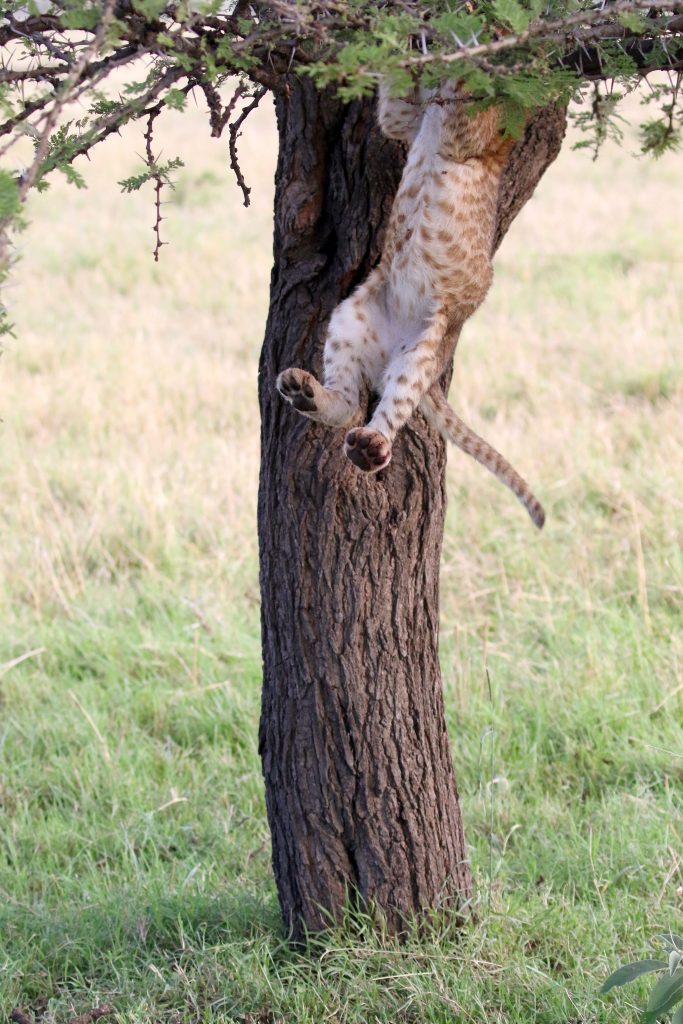 Неуклюжий львенок полез на дерево и получил ценный урок. Даже два