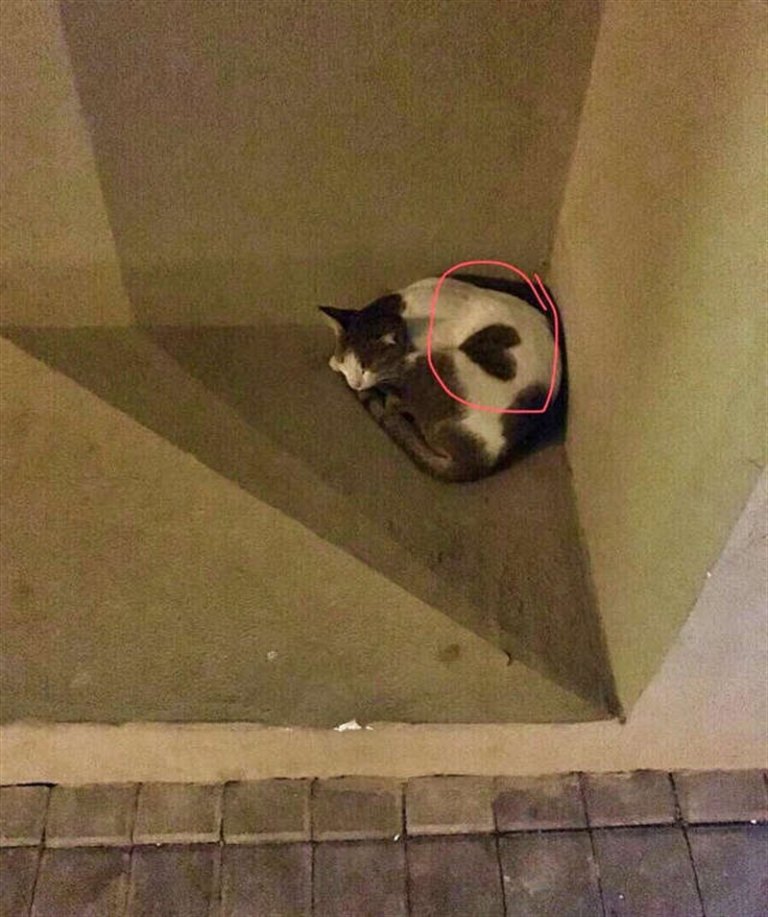 В Дубае бездомная кошка с сердечком на шерсти просила вовсе не еды. Она хотела ласки