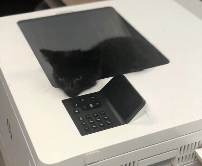 Черный котенок зашел с улицы в офис шерифа и заснул в принтере
