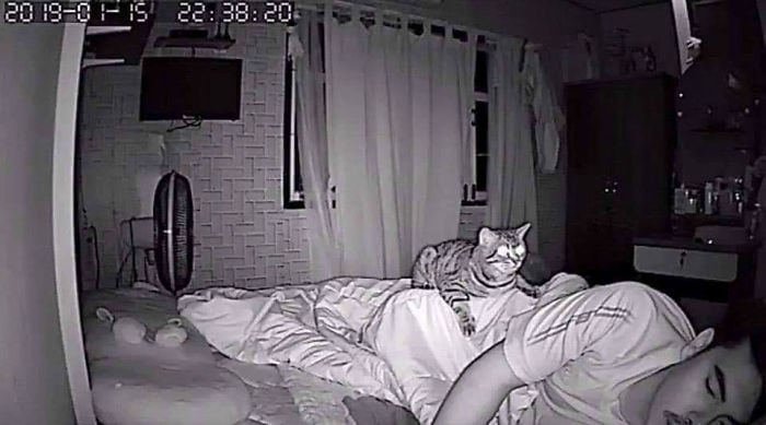 Парень установил в спальне скрытую камеру и узнал, как кот относится к нему по ночам