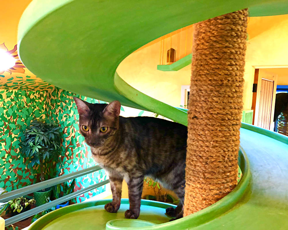 Дом Некко (Дом кошек) в Санта-Барбаре: от 2 постояльцев до 22