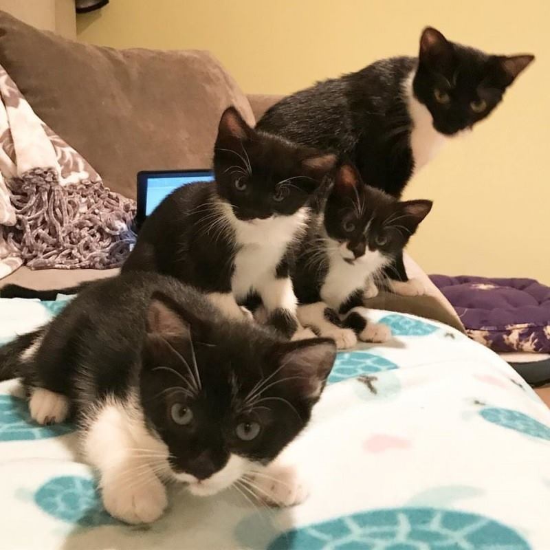 Бродячая черно-белая кошка родила три свои мини-копии