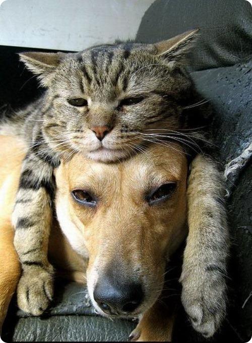 15 правдивых фото о непростых взаимоотношениях кошек и собак