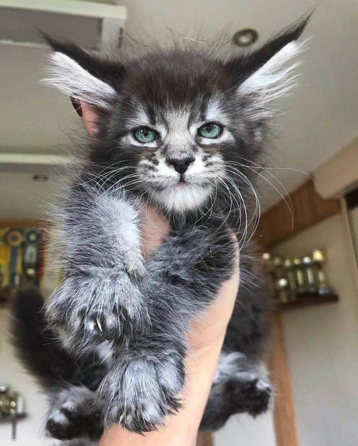 10 фото милых котеек, которые можно использовать как лекарство от любой хандры