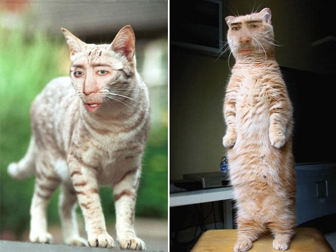 Это надо видеть! 14 смешных фото котов с лицом Николаса Кейджа