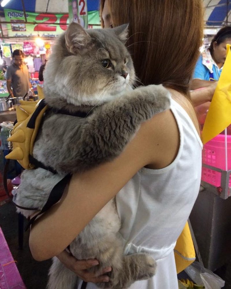 Тот самый пушистый кот, который прославился благодаря фото с рюкзачком за спиной