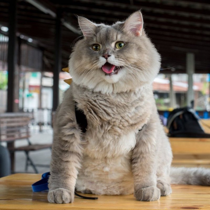 Тот самый пушистый кот, который прославился благодаря фото с рюкзачком за спиной