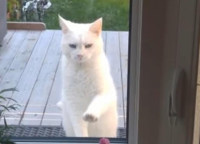 Белоснежная кошка захаживала к людям в гости, вынашивая хитрый план