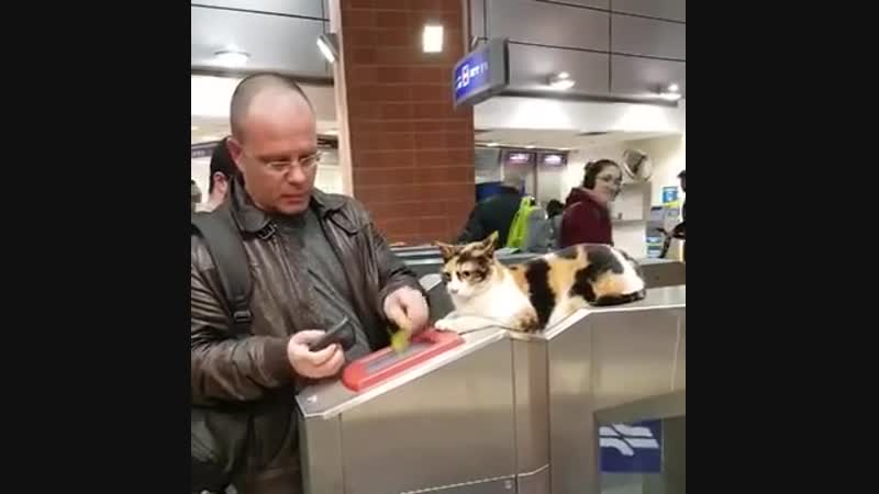 «Кошка-контролер» проверяет билеты на израильском вокзале