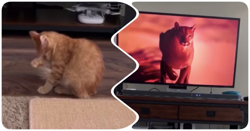 Ничего не подозревающий котенок испугался, увидев пуму на экране телевизора