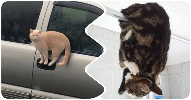 15 чудных котиков-акробатов, которые бросают вызов законам гравитации