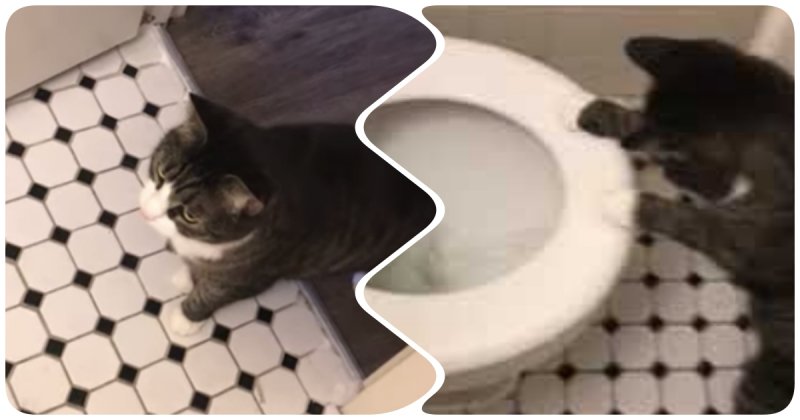 Кот vs туалет: кто победит