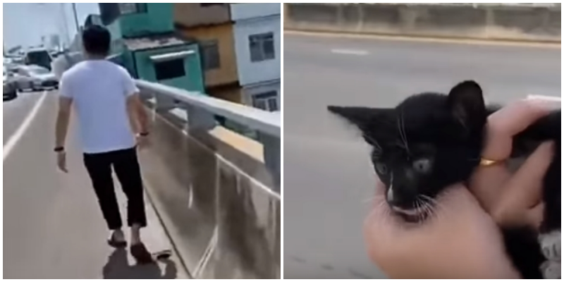 Мужчина спас котёнка прямо с проезжей части