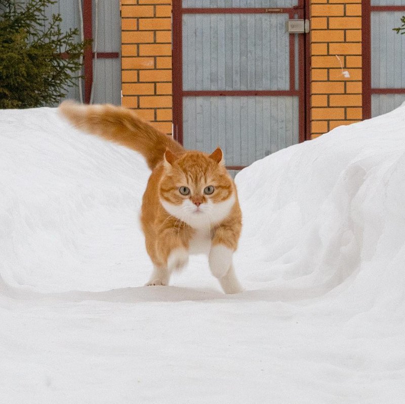 Рыжий котейка ищет приключения на свой хвостик в белом снегу
