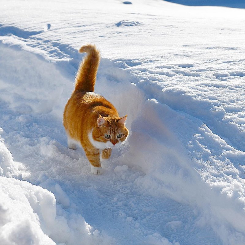 Рыжий котейка ищет приключения на свой хвостик в белом снегу