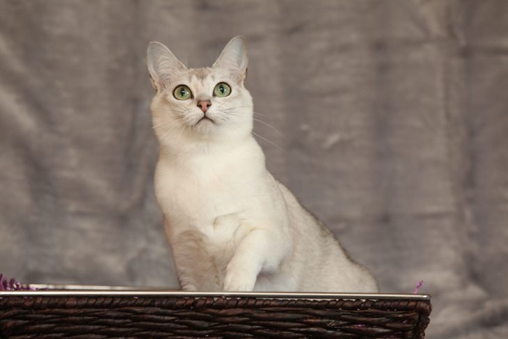 Кошки Туманного Альбиона – английские породы кошек