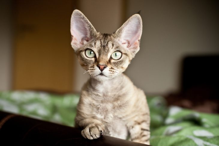 Кошки Туманного Альбиона – английские породы кошек