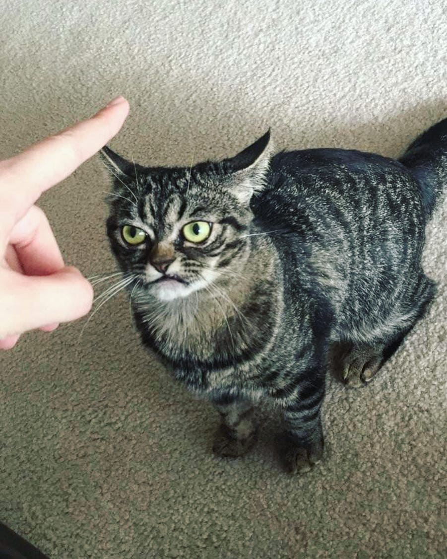 Угрюмая кошка стала новым мемом, который показывает вселенскую ненависть к понедельникам