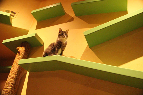 Дом Некко (Дом кошек) в Санта-Барбаре: от 2 постояльцев до 22