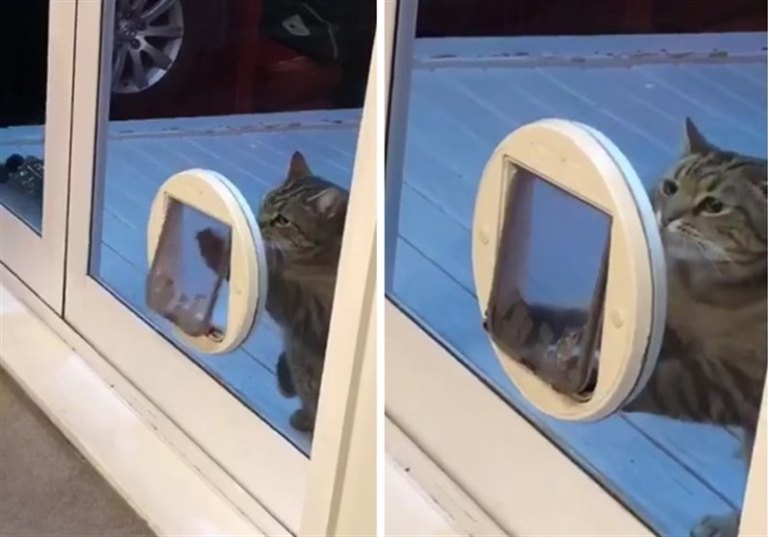 Толстый кот много лет притворялся, что не может пролезть в кошачью дверцу