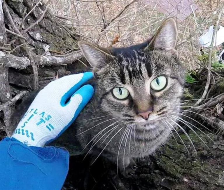 Пенсионер из Луизианы уже несколько лет бесплатно снимает кошек с деревьев