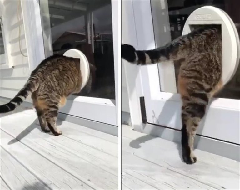 Толстый кот много лет притворялся, что не может пролезть в кошачью дверцу