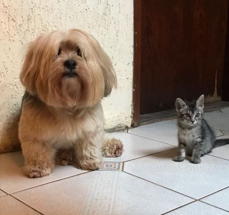 «В нашем доме не будет кота»! Мама запретила дочке оставлять котенка